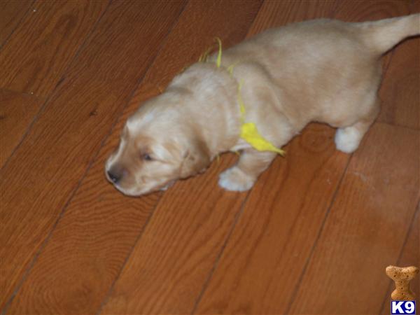 Dogs for Sale in WI