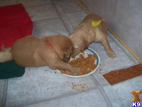 Golden Retriever Puppies in WI