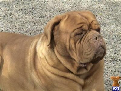 Stud Dog