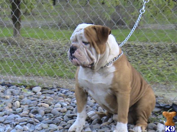 Stud Dogs - Old English Bulldog