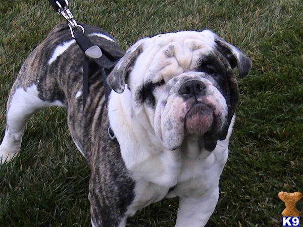 Stud Dogs - Old English Bulldog