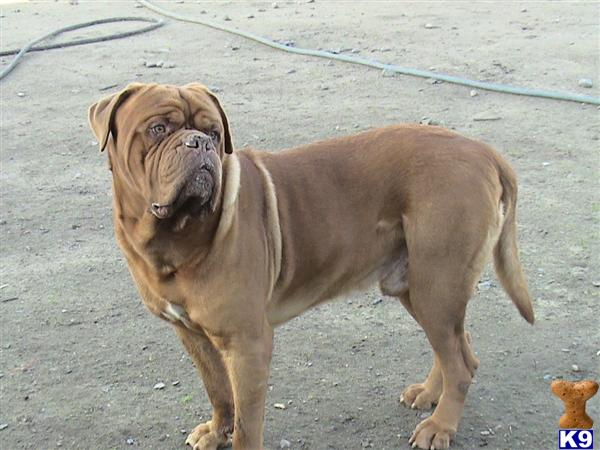 Stud Dogs - Dogue De Bordeaux