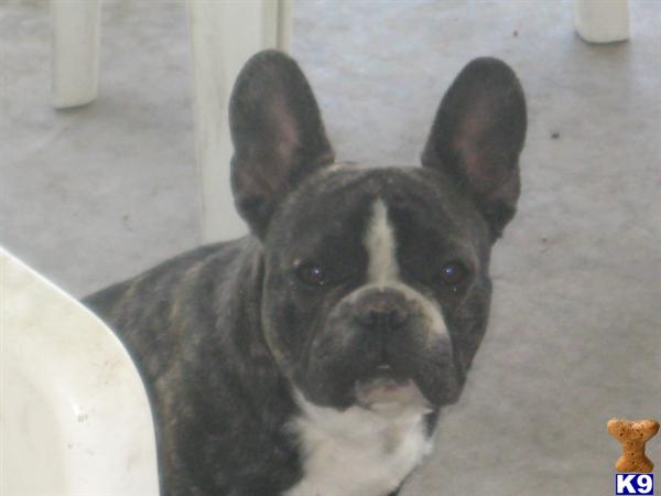Stud Dogs - French Bulldog