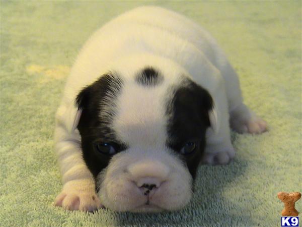 Puppies in Modesto