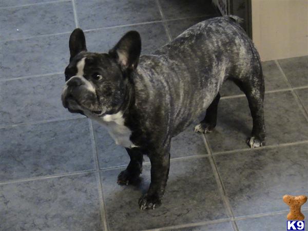 Stud Dogs - French Bulldog