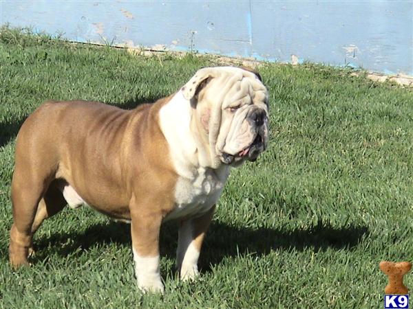 Old English Bulldog Puppies