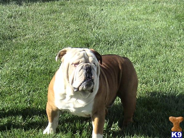 Stud Dogs - Old English Bulldog
