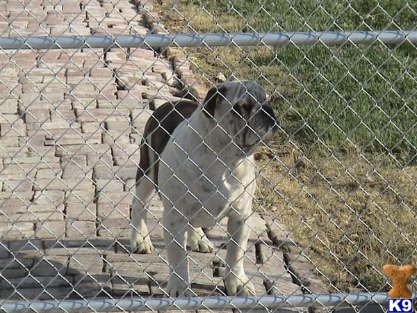 Old English Bulldog Puppies