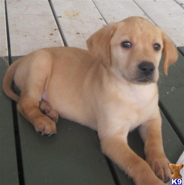 Labrador Retriever Puppies in FL