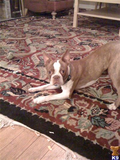 Stud Dogs - Boston Terrier