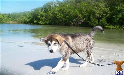 Puppies in FL