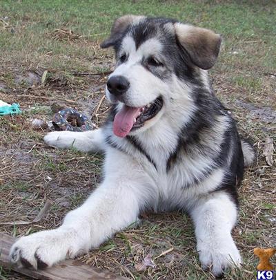Alaskan Malamute Puppies for Sale