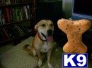 Dogs for Sale in CA