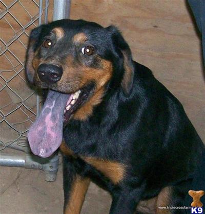 Dogs for Sale in TX