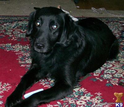 Dogs for Sale in TX