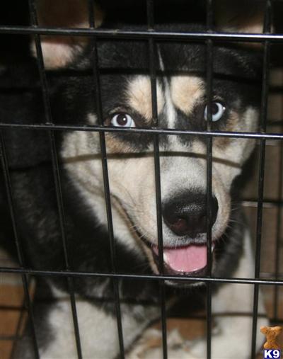 Stud Dogs - Siberian Husky