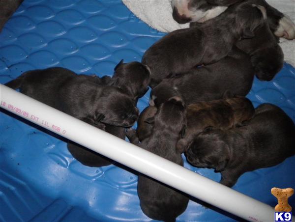 Puppies in DE