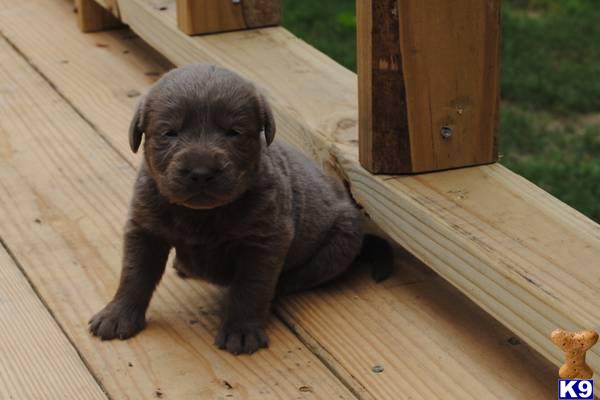 Puppies in Conroe