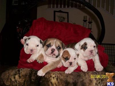 Bulldog Puppies for Sale