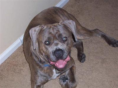 Stud Dogs - Cane Corso