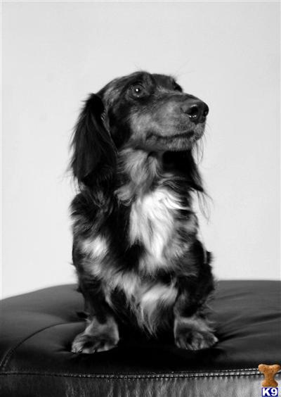 Stud Dogs - Dachshund