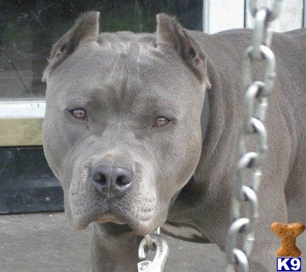 Stud Dogs in OH