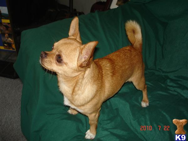 Stud Dogs - Chihuahua
