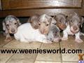 Dachshund