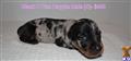 Dachshund