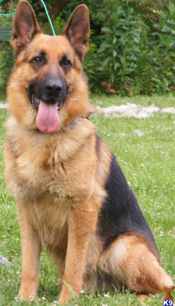 Stud Dog