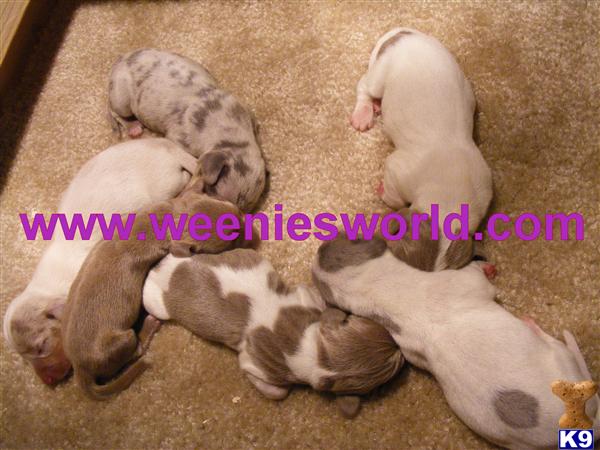 Puppies in St. louis