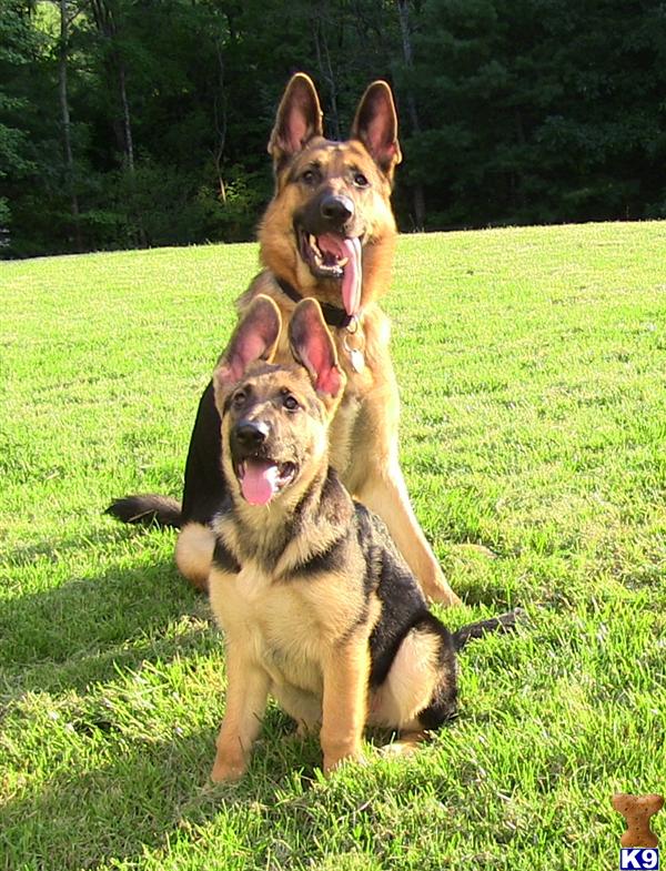 Puppies in St. louis