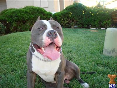 Stud Dogs in CA