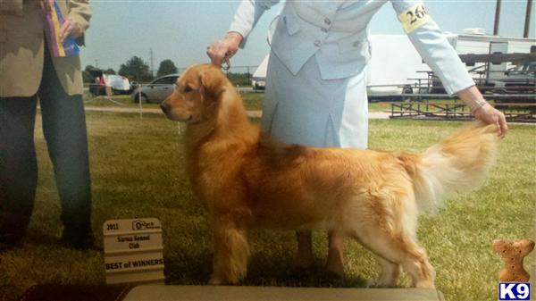 Stud Dogs - Golden Retriever