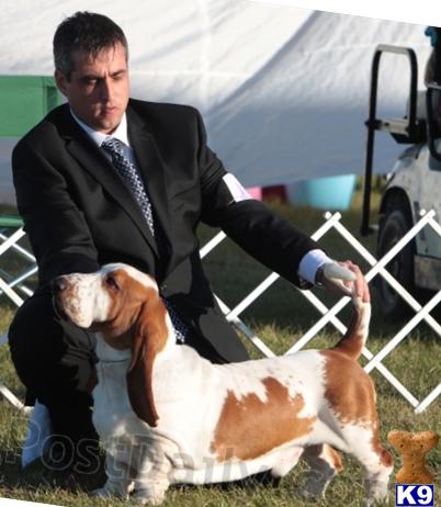 Dogs for Sale in FL