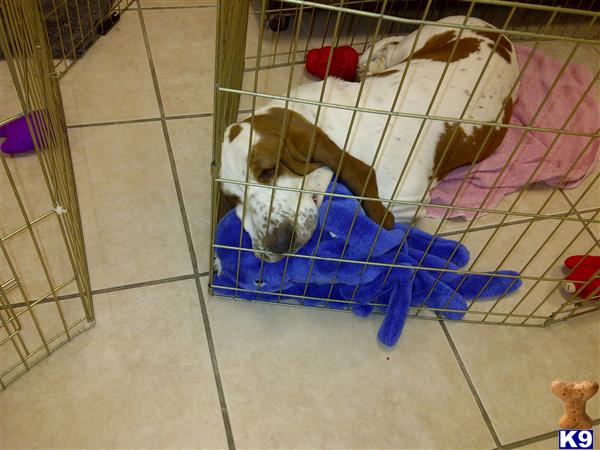 Basset Hound Puppies