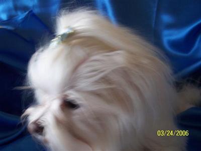 Stud Dogs - Maltese