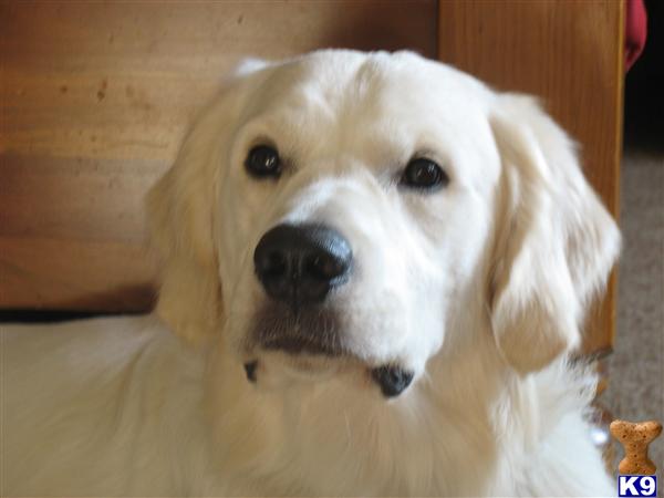golden retriever puppies temecula document moved golden retriever puppies temecula document moved