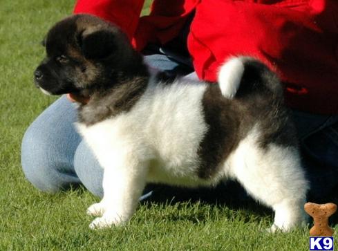 akita puppies for sale in houston document moved akita puppies for sale in houston document moved
