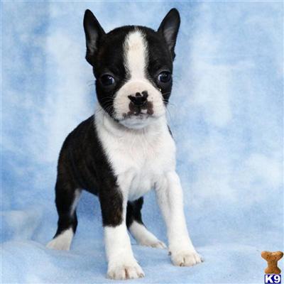 Boston Terrier Puppies for Sale