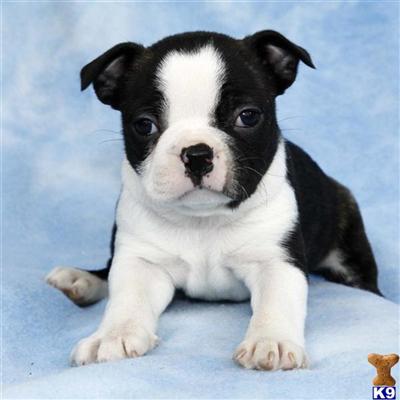 Boston Terrier Puppies for Sale