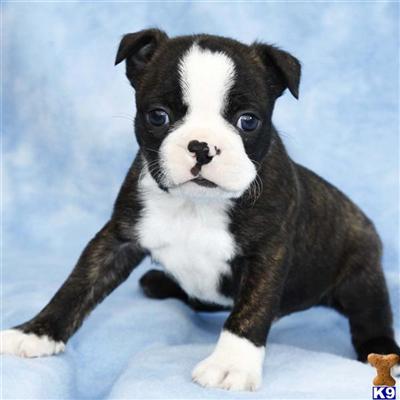 Boston Terrier Puppies for Sale