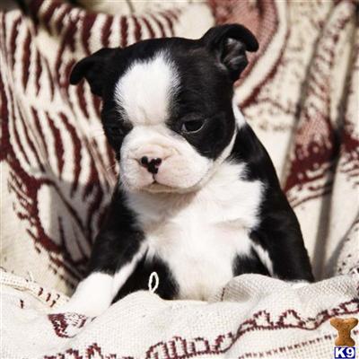 Boston Terrier Puppies for Sale