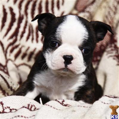 Boston Terrier Puppies for Sale