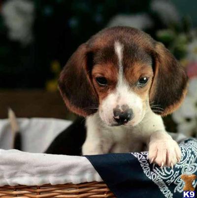 Beagle Puppies for Sale