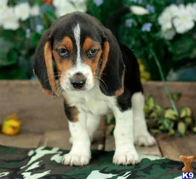 Beagle Puppies for Sale