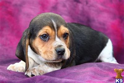 Beagle Puppies for Sale