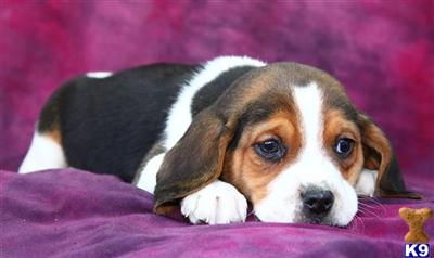 Beagle Puppies for Sale