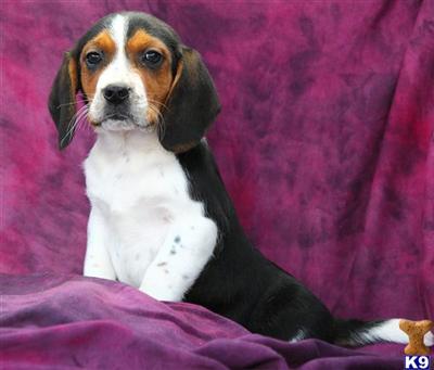 Beagle Puppies for Sale