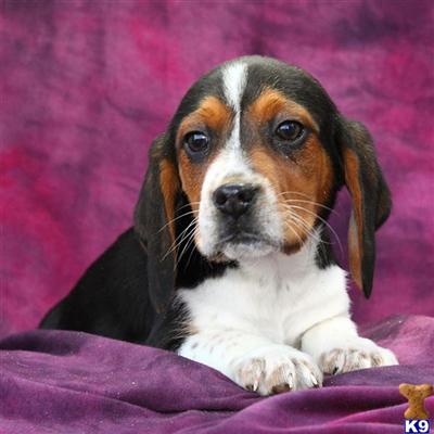 Beagle Puppies for Sale